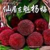 Jingdefu Bayas Frescas Congeladas Lista para Comer Fruta Congelada Bayas de Dongkui Uso Comercial para Remojar en Vino Caja Completa