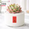 Plantas Suculentas de Interior, Cactos Pequenos em Vasos, Flores, Plantas Verdes, Escritório, Jardim de Infância, Mesa, Suculentas Tipo Cacto