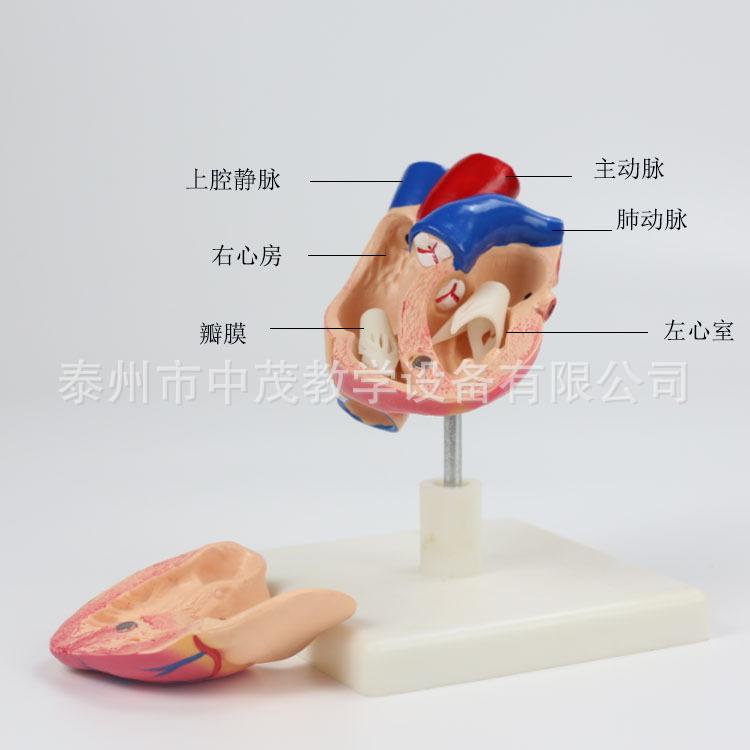 心脏 (10)