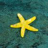 Acessórios de resina para paisagem marinha micro série Oceano concha Estrela-do-mar de cristal pequenos enfeites DIY mini pêndulo plano