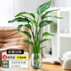 Ave del Paraíso Planta Hidropónica Sala de Estar Casa Próspera Planta Verde Interior Strelitzia Reginae Todo el Año Absorción de Formaldehído Oficina Escritorio Planta en Maceta