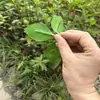 Hojas de Planta Artificiales, Hojas de Magnolia Verdes Trilobuladas, Planta de Ingeniería de Jardín de Nispero Decoración de Pared de Plantas, Manojos de Hojas de Tela