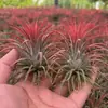 Venda Direta da Fábrica Orquídea do Ar Planta Aérea Planta Sem Solo Vermelho Amarelo Verde Elfo Barba de Velho Medusa Atacado