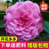 Dropshipping Plántulas de Camelia Xiangfei Plantas de Camelia en Maceta Florecen en Todas las Estaciones y Son Buenas para Alimentar Interiores Sala de Estar Balcón Exterior