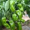Plántulas de berenjena para cuatro estaciones, plantas en maceta con tierra, variedades viejas injertadas de berenjena morada y semillas de berenjena de Hangzhou, plántulas de hortalizas de primavera