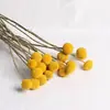 Bola Dourada Flores Secas Ins Naturais Buquê de Flores Reais Decoração de Casa Display Adereços para Fotografia DIY Buquê de Flores Secas