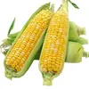 Maíz dulce recién cosechado con cáscara, maíz dorado de fruta cultivado en granja, maíz amarillo tierno 4.5 kg Envío gratis
