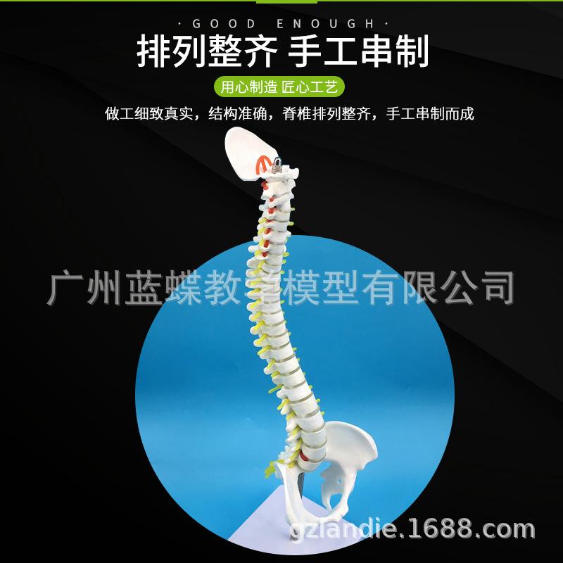 45cm立式脊柱或骨盆-主图4