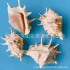 Artesanías de Caracolas Naturales Vendidas por Libra para Acuarios, Fotografía, Educación de Estudiantes y Niños, Minería y Uso Marino