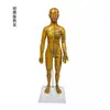 Fengfan 40cm Modelo de cuerpo humano de puntos de acupuntura de medicina china mapa de los doce meridianos modelo de puntos de acupuntura del cuerpo humano de cobre piel humana pequeña