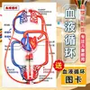 Simulador de respiración pulmonar DIY, circulación sanguínea, modelo de corazón humano casero, modelo biológico de unidad renal, material didáctico