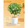 Plántulas de Osmanthus Florales en Maceta Todo el Año Osmanthus Agosto Osmanthus de Interior Fácil de Cultivar Comestible Balcón Patio Plantas Muy Aromáticas