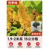 Mudas de Osmanthus, Árvores Grandes, Plantio de Pátio, Osmanthus Dourado, Plantas de Vaso Osmanthus de Quatro Estações, Plantas Grandes Raras, Plantas Florais e Verdes, Fácil de Cuidar