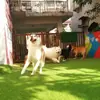 Tapete Sanitário para Cachorro Grama Cachorro Pequeno Urina Vaso Sanitário Fezes Doméstico Tapete para Chão de Cachorro Pet Shop Gatos