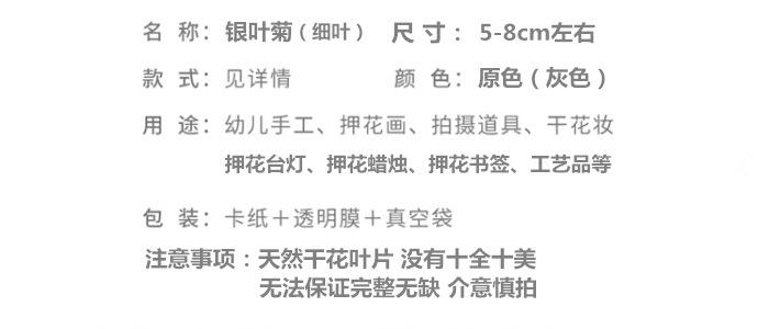 银叶菊.png
