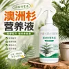 Solução Nutritiva de Cedro Australiano para Folhas Amareladas, Secas e Caindo, Plantas em Vasos Domésticas, Promove o Crescimento das Raízes e Mudas Fortes, Solução Nutritiva para Plantas Perenes de Todas as Estações