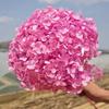 Hortênsia Eterna Anna Folha Pequena Absorção e Clareamento de Cor Material de Flor DIY Flores Reais Fábrica de Yunnan Estoque Pronto Flores Secas Atacado