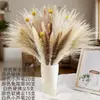 Pequeña Cola de Conejo de Caña Hierba Flor Inmortal Ramo DIY Producto Terminado Decoración Flor Real Adornos de Instagram Hierba de la Pampa Flores Secas Transfronterizo