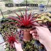 Piña Linda Colorida Piña Selva Tropical Tanque de Agua y Tierra Ecológico Plantas Acuáticas Terrario para Reptiles Paisajismo Plantas Epífitas de Uso Común