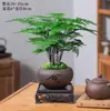 Planta em vaso samambaia aspargo, flor de interior bonsai, pequena planta verde para sala de estar e mesa de escritório, fácil de cuidar, sempre verde o ano todo