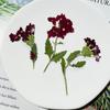 Flor de Cerezo Seca con Ramas, Marco de Fotos Hecho a Mano en Relieve, Pintura de Calcomanía Facial, Hojas Reales, Paquete de Material en Relieve, Especímenes de Plantas