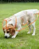Fabricante de capa de chuva para cachorro, capa de chuva para filhote de pet, roupas para Corgis, cães pequenos, Shiba Inus, cães de porte médio, impermeável transparente especial