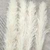 Pasto de las Pampas Blanco Caña Grande Color Beige Blanco Tienda Hogar Decoración Ceremonia Boda Flores Secas Transfronterizo Amazon