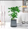 Las plantas hidropónicas traen riqueza de todas partes, plantas hidropónicas de madera de pata de pato, flores en maceta, plantas verdes de oficina, purificación de interiores para la sala de estar