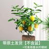 Dropshipping: pequeño árbol de lima, pequeño árbol de kumquat, pequeño árbol de limón naranja verde de Hainan, árbol frutal en maceta para balcón, plántulas frutales