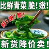 Novedad Peso neto 500g Papas Fritas de Espárragos Verduras Deshidratadas Verduras de Oliva Verduras Secas Bok Choy Deshidratado Colinabo Verduras Secas