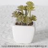 Simulación Carnosa Cerámica Bonsái Nórdico Verde Planta Adornos Ins Hogar Interior Sala de Estar Flor Falsa Planta Carnosa en Maceta Adornos