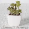 Suculentas Simuladas Personalizadas Cerámica Bonsái Plantas Verdes Escandinavas Adornos Hogar Interior Sala de Estar Flores Falsas Suculentas Plantas en Maceta