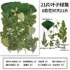 Combinación de Hojas Verdes de Otoño Especímenes de Plantas de Hojas Reales Pegatinas Hechas a Mano para Jardín de Infancia Flores Secas de Resina DIY Flores Prensadas
