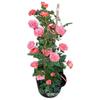 Base Wholesale Rosa Trepadora Forma en Maceta Florero de Rosas Enredadera Multi-Flor Casa de Rosas Patio Floración en el Mismo Año