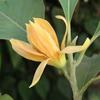 Pátio Planta de Flor Fragrante Enxertada Mudas de Orquídea Branca Mudas de Magnólia Branca Mudas de Orquídea Branca Orquídea Amarela Orquídea Amarela Vaso Plantio no Solo