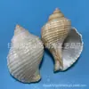Concha Natural de Concha Hana Caracol Cebola Caracol Eremita Concha de Reposição Aquário Decoração para Fotografia