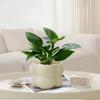Plantas Verdes, Vasos de Flores para Interior, Enfeites de Mesa para Escritório, Pequenos Bonsais, Árvores da Fortuna, Sempre Verdes o Ano Todo, Fácil de Cuidar