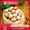 Incubación de Huevos Fecundados Pollo Celebridad de Internet Pollo Pollo de Raza Luding Huevos de Pollo Luding Mini Lindo