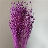 Feijão Fugui de Yunnan Flor Seca Flor Preservada Bola de Flor Materiais Florais Feijão Acácia Materiais Florais DIY Cânhamo Fruta Estrela Pequena