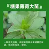 Menta en Maceta Comestible Plántulas Grandes Repelente de Mosquitos de Interior Plantas Verdes Romero Plantas Herbáceas de Cuatro Estaciones Hojas de Menta Gatuna de Limón