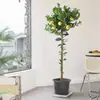 Planta de Limonero en Maceta Aire Fresco, Flores Comestibles, Balcón Sala de Estar Interior, Plantas Verdes Grandes que Florecen en Todas las Estaciones