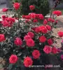 Suco de Varanda Rosa Flor Média Grande Muda Vaso Flor Planta Quatro Estações Floração Verde Rosa Muda Atacado