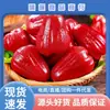 Caja completa de Hainan de Duanwaguo extra grande Fruta de Loto de 3 pétalos, Fruta de Loto Nebulosa, Rey Kong Negro 5, fruta fresca de temporada, Rubí