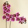 Lanwan Flor Artificial Phalaenopsis de 8 Cabeças Estilo Europeu Decoração Suave para Casa Filme de Toque Flor Falsa Casamento Decoração de Casamento Buquê