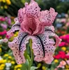 Semillas de rizomas de iris de flor azul, semillas de flores de bulbo, fáciles de cultivar y florecen todo el año, adecuadas para paisajismo de jardines y plantas en maceta