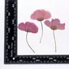 Flor Gesang con Tallos, Flores Secas Pequeñas al Por Mayor, Flores Prensadas DIY Especímenes de Plantas, Flores Reales, Flores Prensadas, Marcadores de Libros Hechos a Mano, Lámparas de Mesa