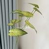 Hojas de Taro Coloridas Impresas en 3D Flores Artificiales, Materiales de Hojas Estilo Bosque para Decoración de Bodas, Plantas Verdes Artificiales, Hojas de Taro Coloridas de Rama Alta, Hojas de Lirio de Calas