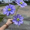 Nueva Hortensia Morada Azul Nieve para Boda Auditorio Sosteniendo Flores Suave Decoración para Hogar Hotel Flores Artificiales Mayoreo