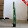 Planta de cactus de simulación paisaje desértico verde cactus mexicano midiendo pies columna de cactus falso plantas verdes de arena