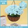 Plantas Colgantes Artificiales Colgantes de Pared Lirio Cesta Pequeña de Flores Flores Falsas Margarita Pequeña Flor de Gloria de la Mañana Rama Decoración del Hogar